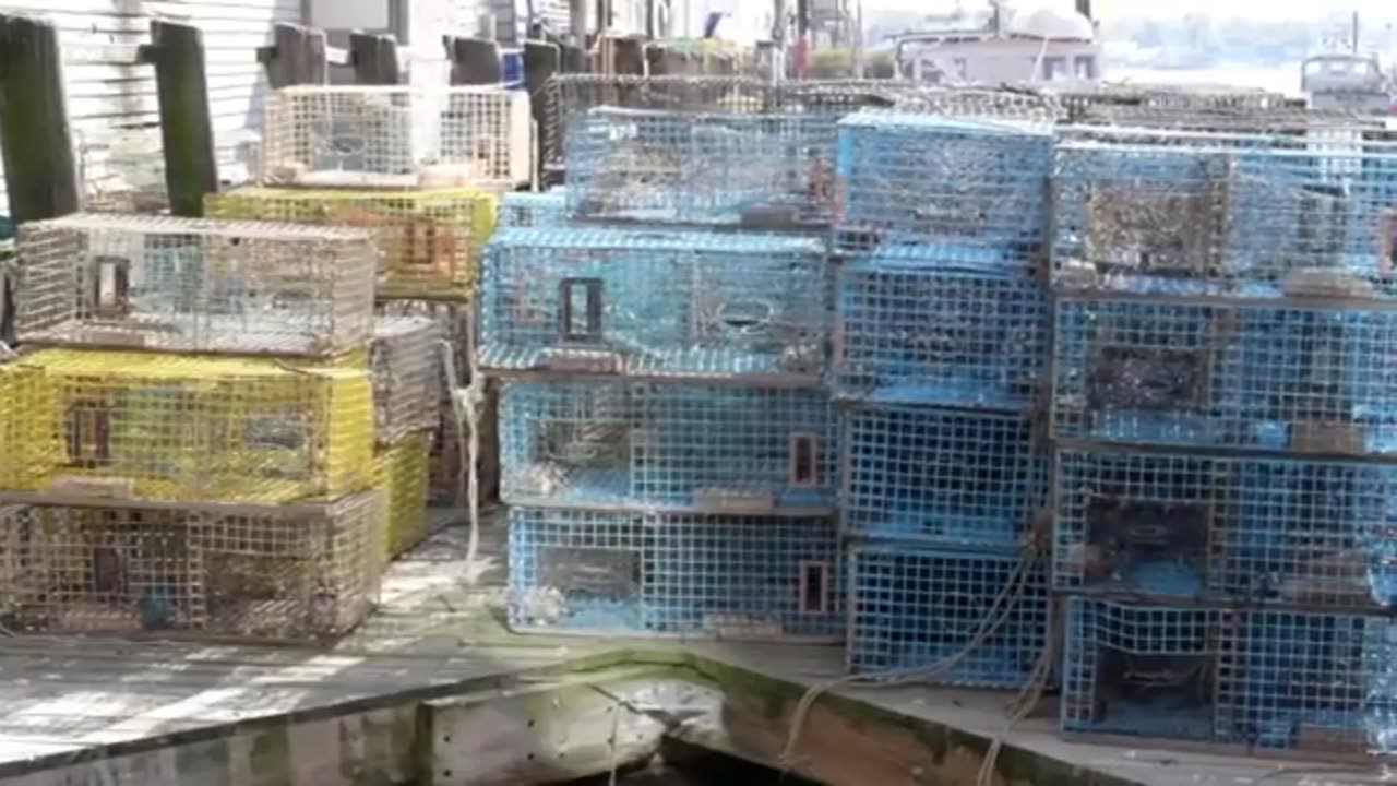 Trump FURIOUS as U.S. Lobster Exports COLLAPSE Amid Canada’s Multi-Billion Dollar Trade Deals