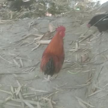 See roster And Forest