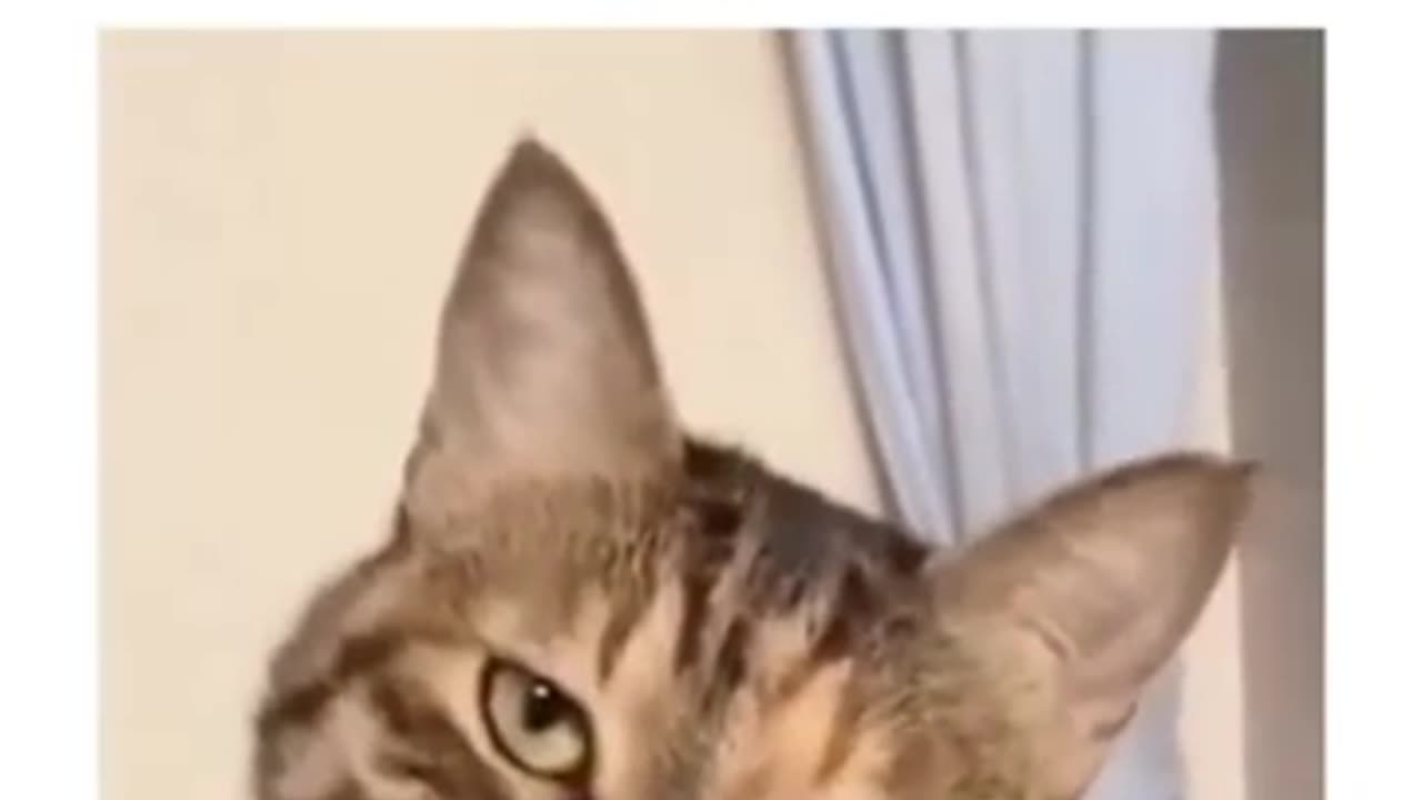 🤣😼 "Ar U Serious Mr. Hooman?" Hilarious Cat Reaction! | FunFM