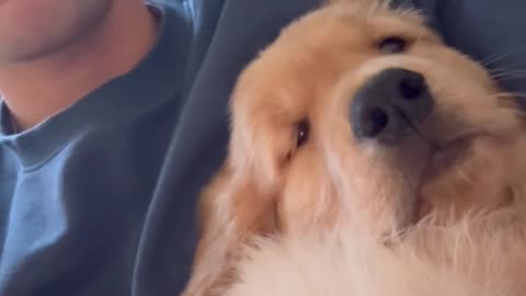 Golden Retriever Puppy Gets Hiccups