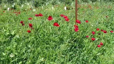 Poppy in the field