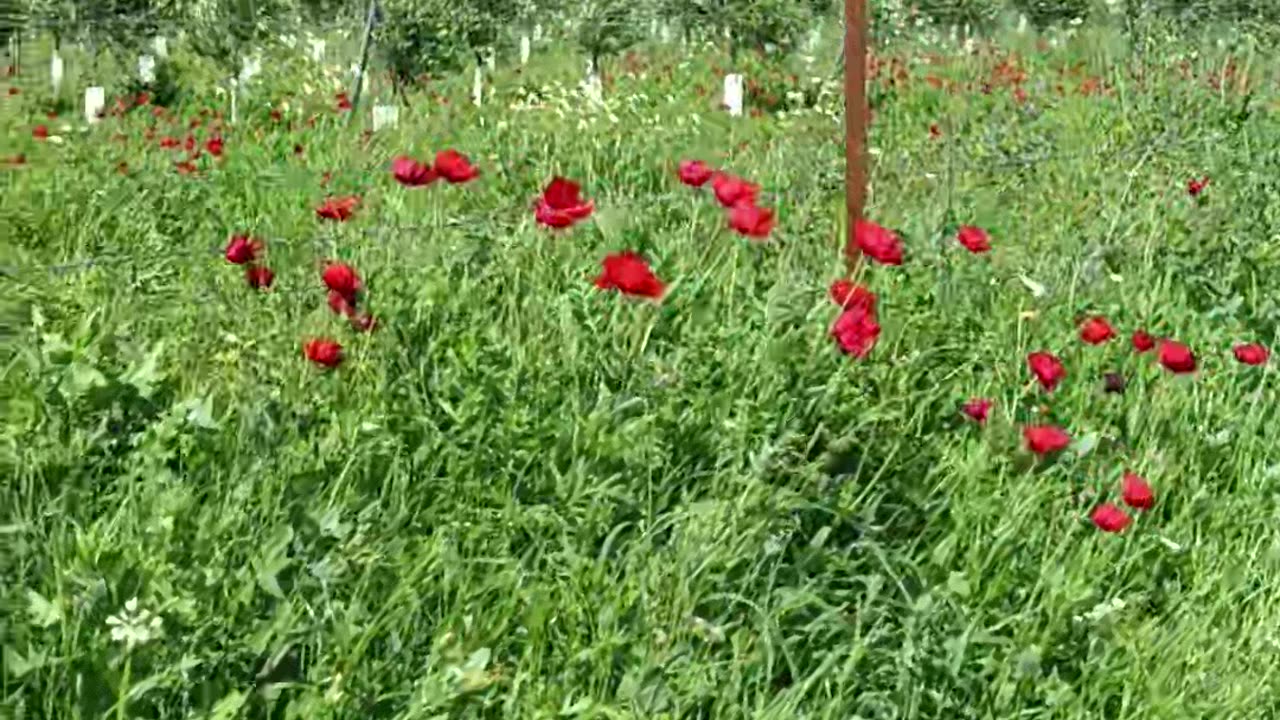 Poppy in the field