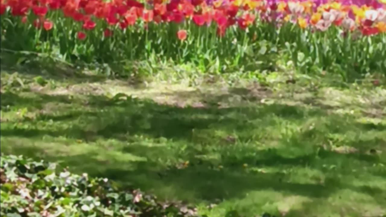 Tulips 🌷