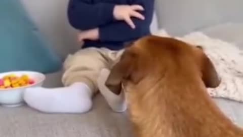 Cute Baby Playing with Animals | Adorable Baby and Pet Moments 2025