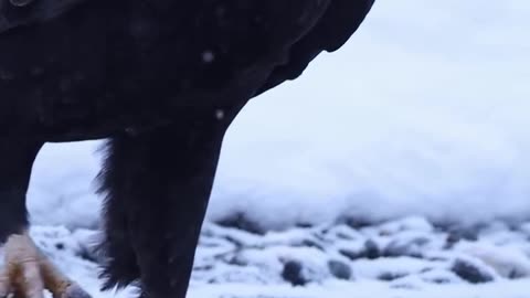 Sneaky Eagle 🦅