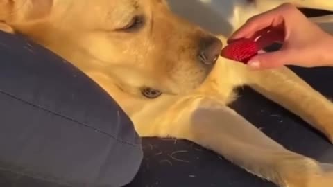 Beautiful dog
