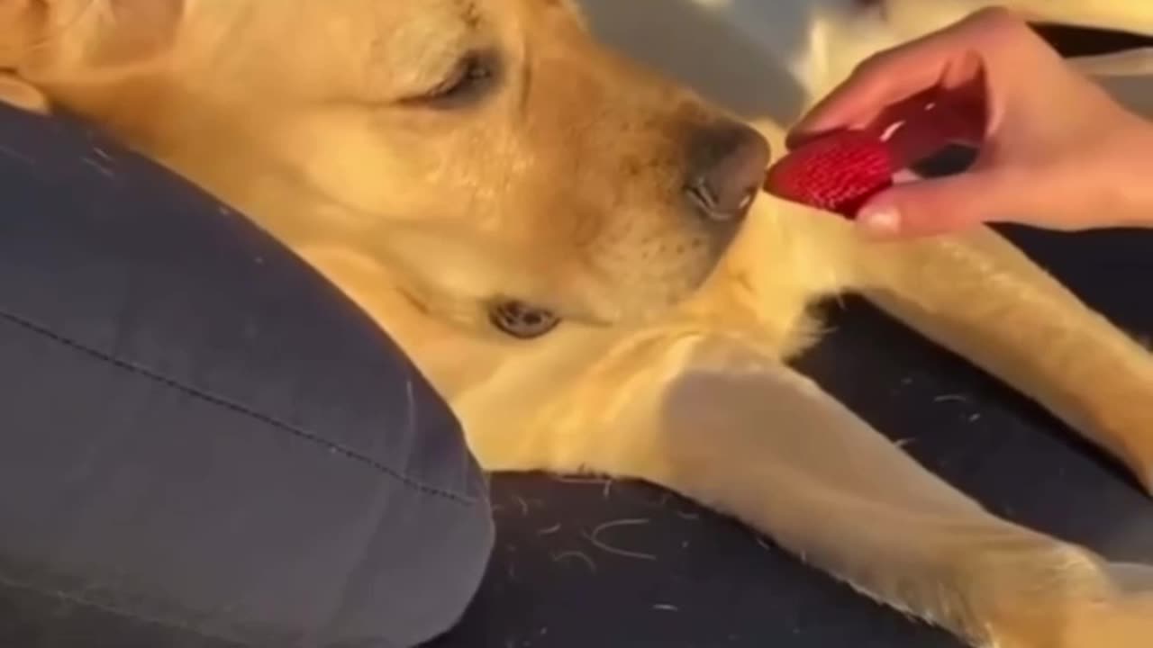 Beautiful dog
