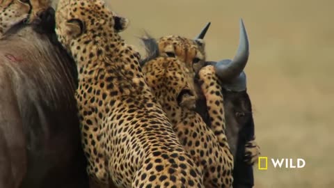 Wild Animal Video