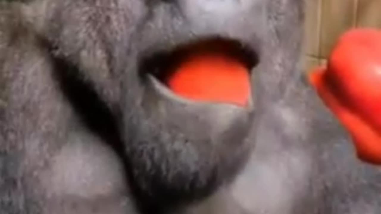 Gorilla – The Gentle Giant of the Jungle