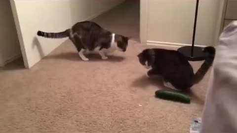 Hates Cucumbers