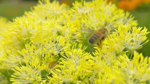 God like little bees flying from flower to flower bringing light and cleansing all of the impurities