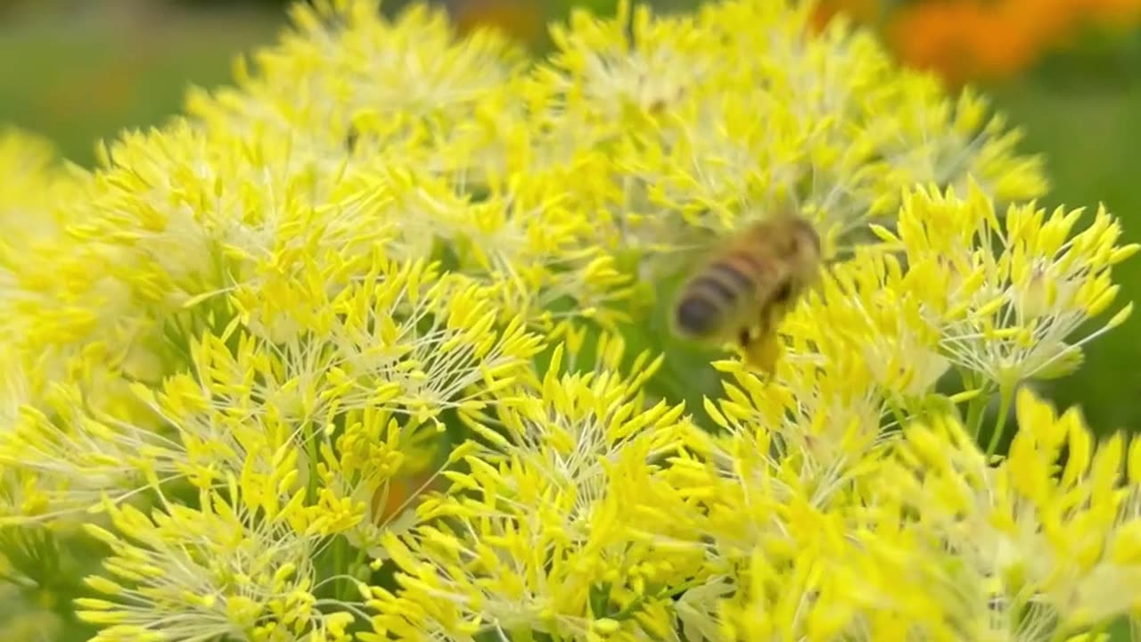 God like little bees flying from flower to flower bringing light and cleansing all of the impurities