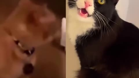 😂😹 Don't Laugh Challenge: Pet Edition 🐶🐾
