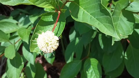 Sugar Shack Buttonbush