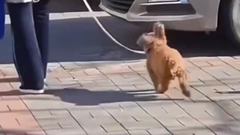 😂🤣 Pure Happiness! Another Cat's Joyous Moment | FunFM