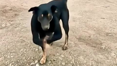 📹 haw possible 🤔 dog dance