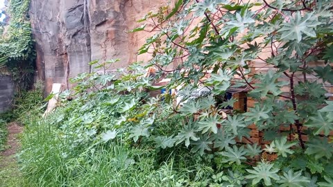 250326A___Madeira_NS-404,_cutting_excess_vegetation_in_garden.(1080p)