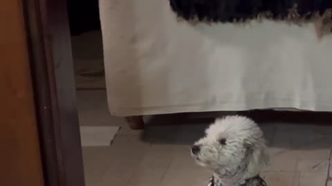 Dog Takes Interest but Slowly Loses It