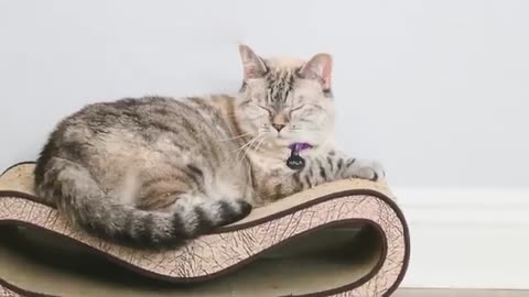 Incredible: 10 Cutest Animals with World Records