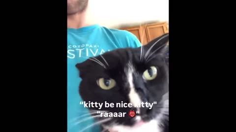 Crazy Cats 2025 😂 | Hilarious Cat Fails & Reactions