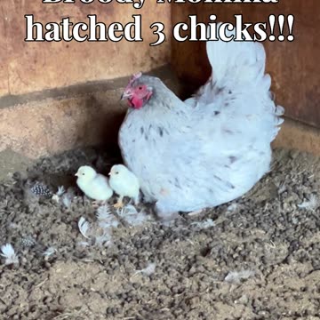 Broody Momma hatched 3 chicks