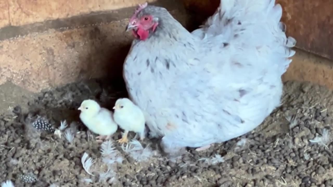 Broody Momma hatched 3 chicks