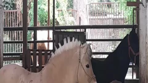 horse