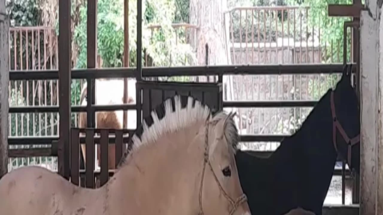 horse