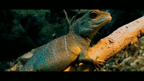 Cinematic Nature Animals Fauna 3 Minutes _ Nature Cinematic Video