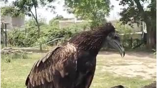 Rare Griffon Vulture Collapses Mid-Air in Hamirpur Due to Heatwave