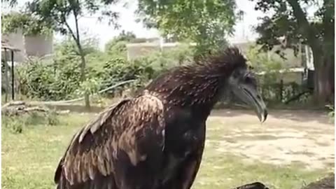 Rare Griffon Vulture Collapses Mid-Air in Hamirpur Due to Heatwave