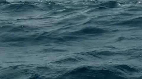 Frigate Birds vs Flying Fish_ Epic Ocean Predator Showdown! (1)