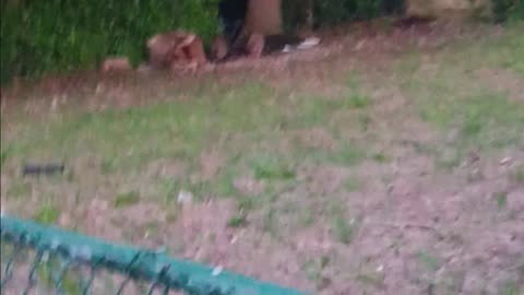 Two raccoons