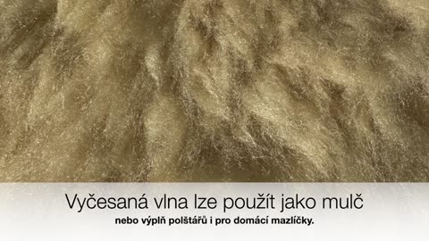 Renovace ovčí kůže