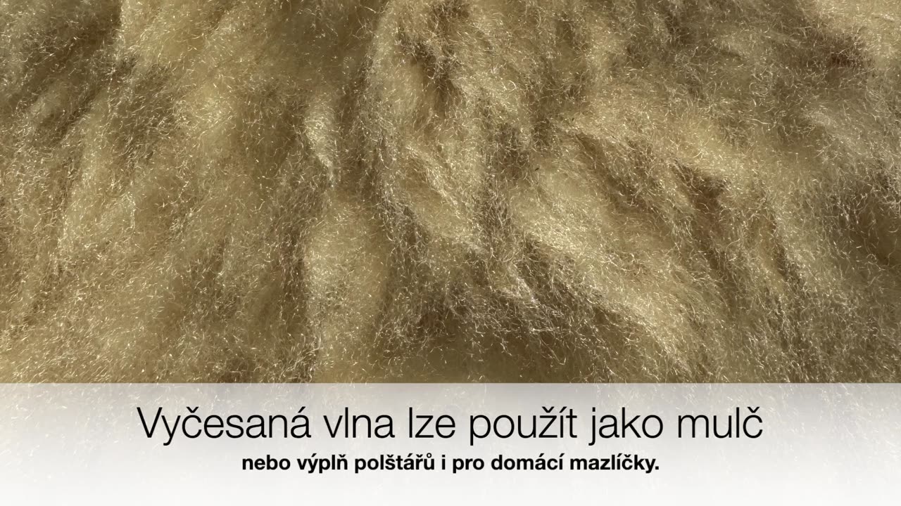 Renovace ovčí kůže