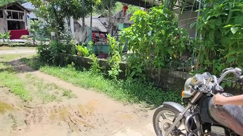 A beautiful girl found an abandoned motorcycle