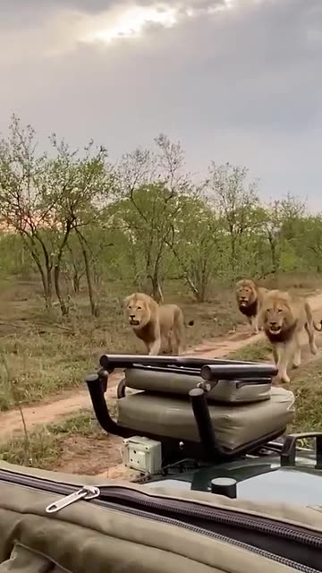 Three Male Lions on the Run! #wildlife #animals #lions #nature #documentary