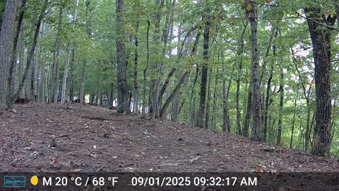 The Woods – 09/01/2025