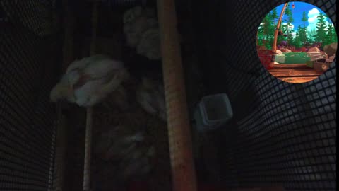 Chicken Live Stream