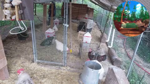 Chicken Live Stream