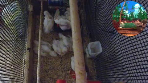 Chicken Live Stream