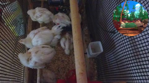 Chicken Live Stream