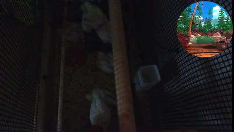 Chicken Live Stream