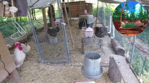 Chicken Live Stream