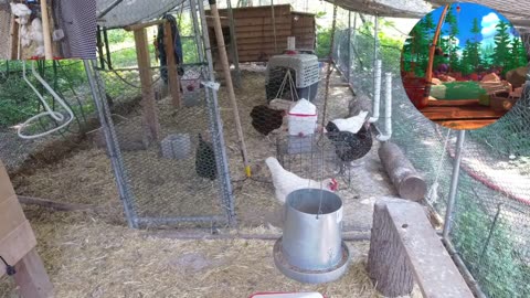 Chicken Live Stream