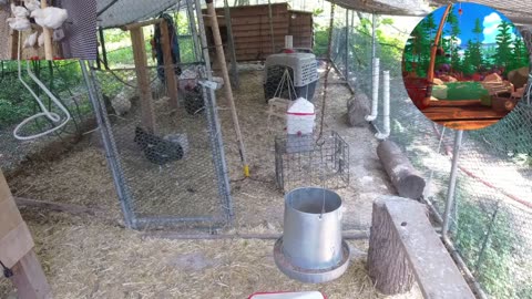 Chicken Live Stream