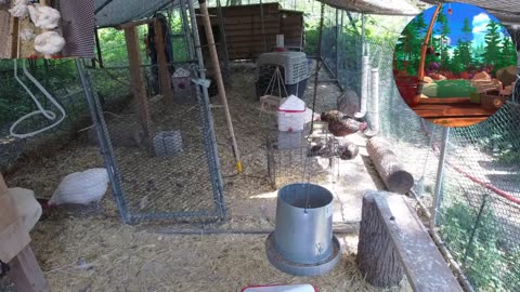 Chicken Live Stream
