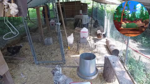 Chicken Live Stream