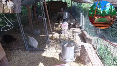Chicken Live Stream
