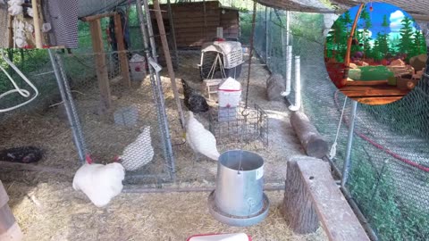 Chicken Live Stream